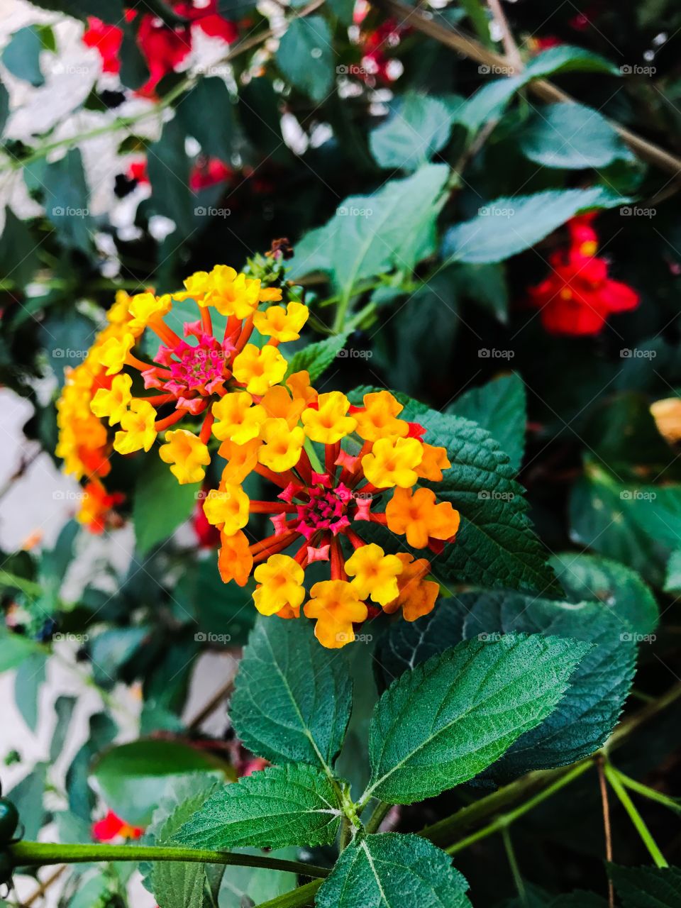 Autumn flowers and foliage 