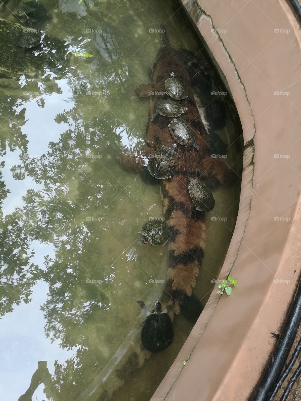 crocodile with turtles