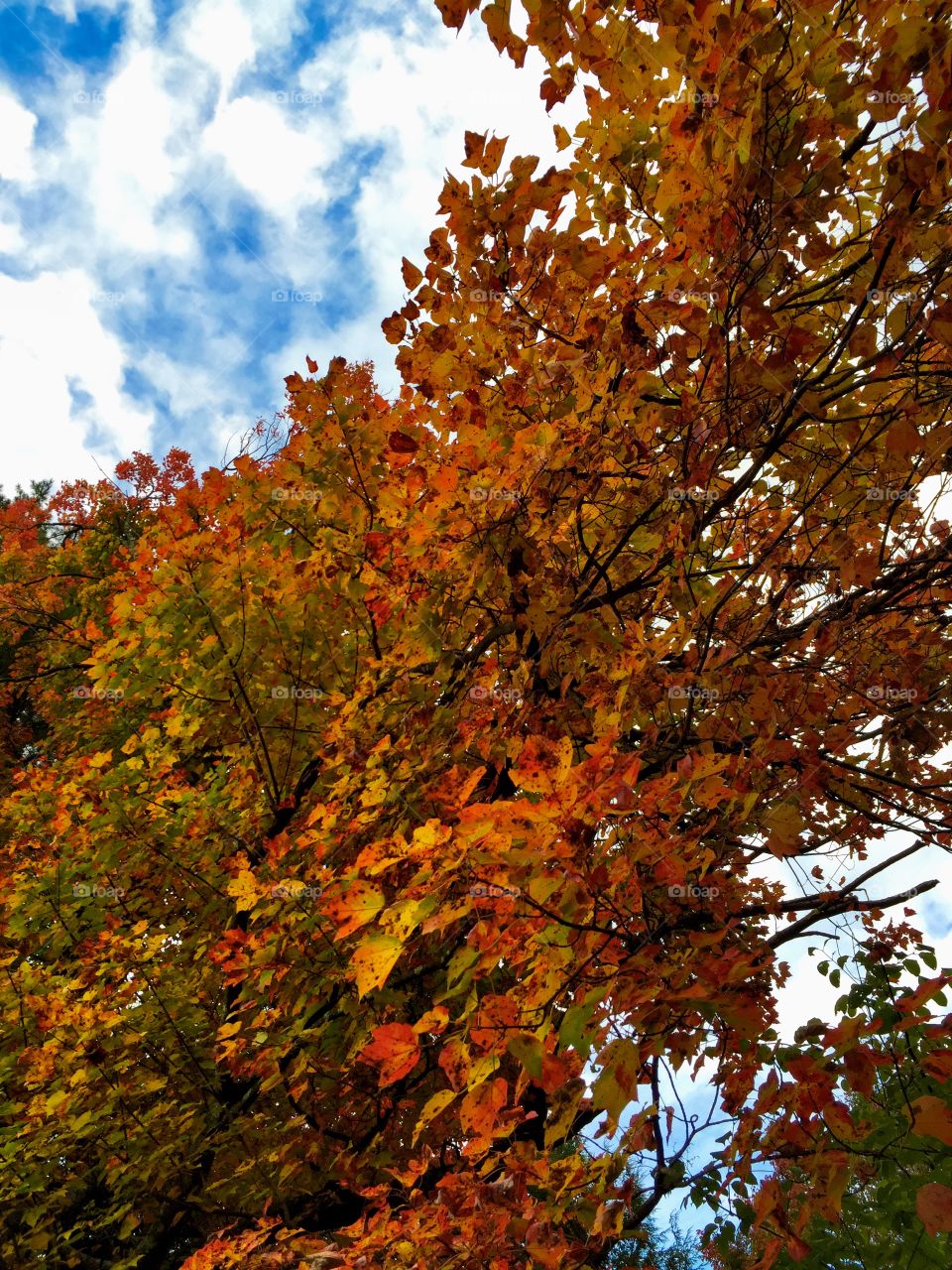 Fall in New England 