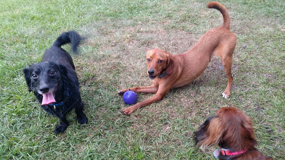 Pup fun with the ball in the beautiful weather