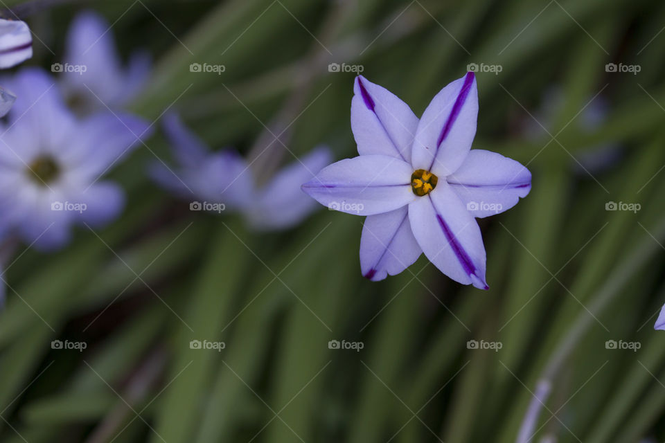 Closeup of violet flower
