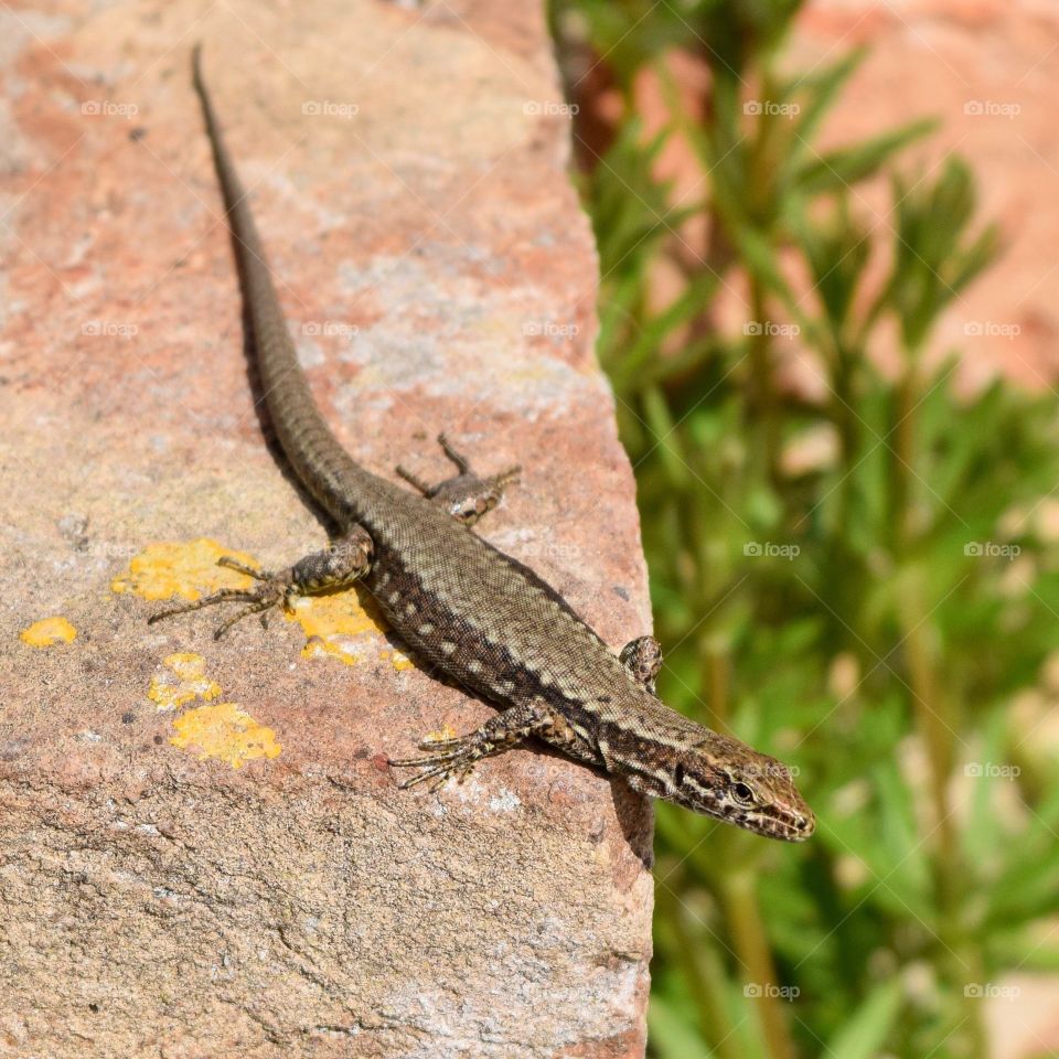 one of the lizards of torcello