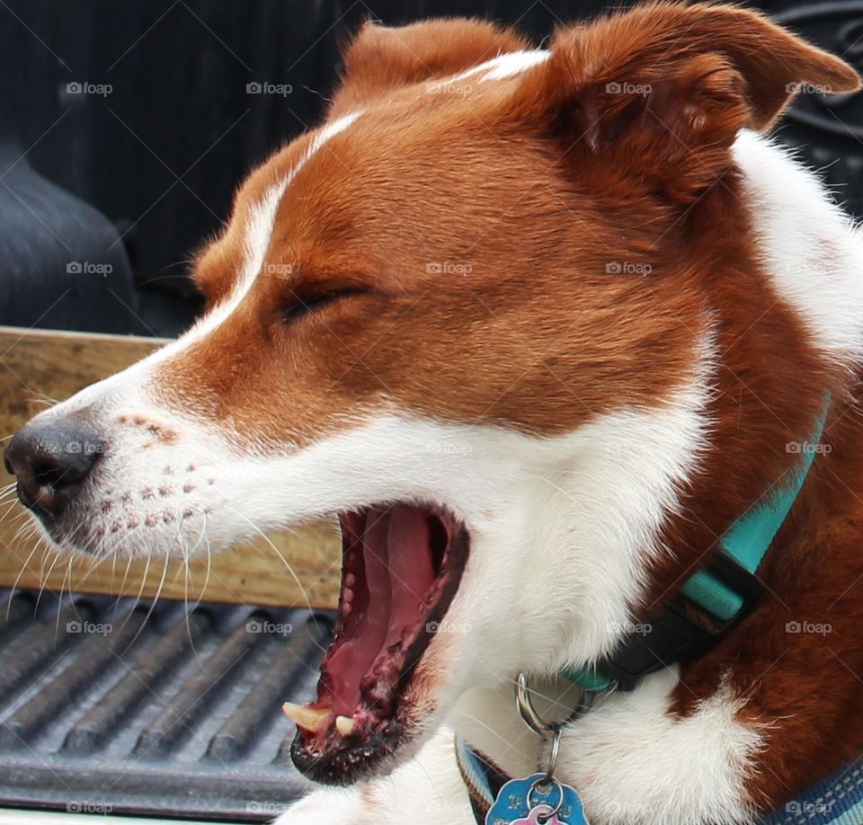 Furry Friends! Dog yawning