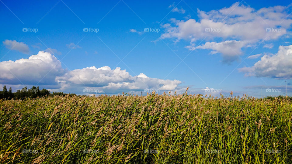 Blua sky and field