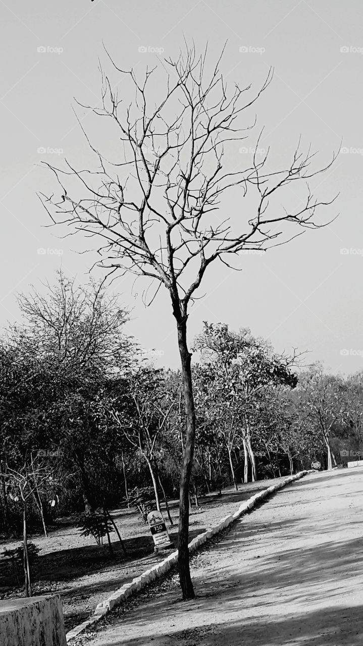 Tree without Leaves.
