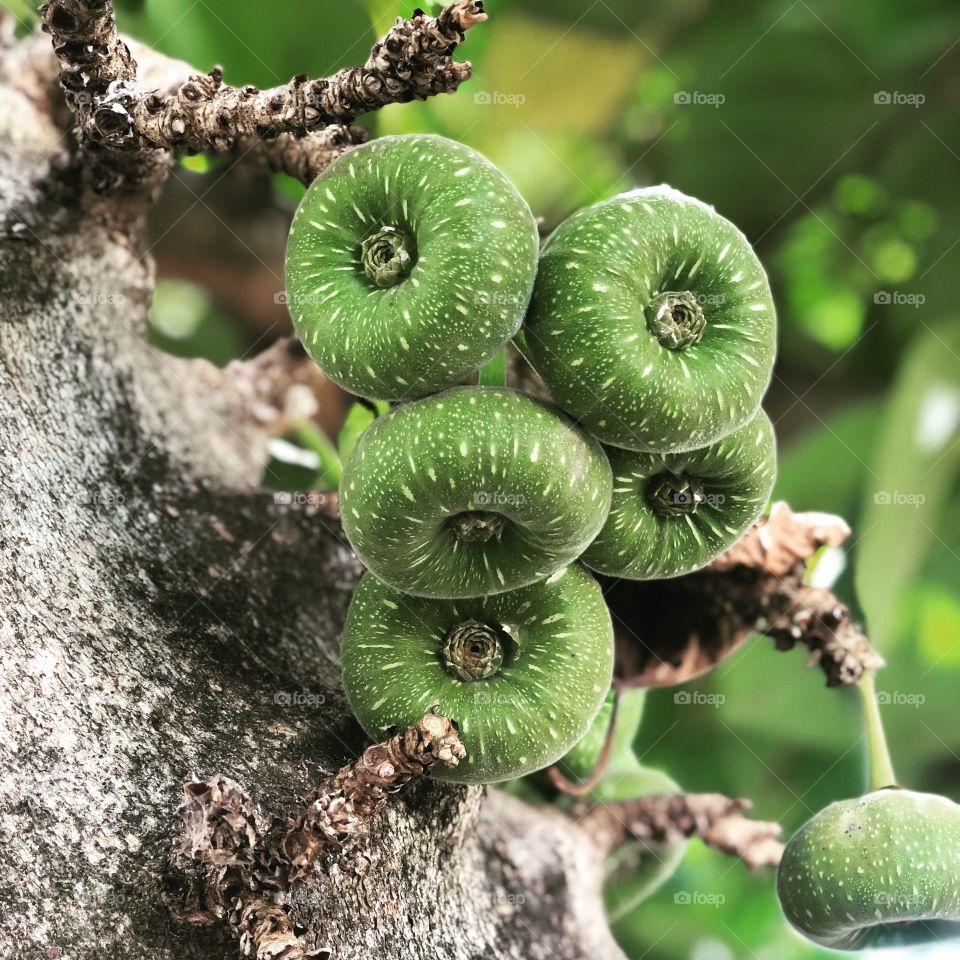 Garden fig