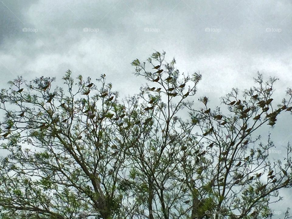 Migrating birds in a tree on a windy day 