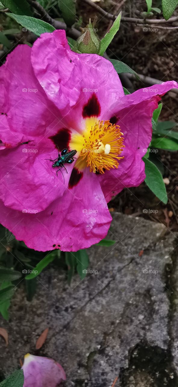 Ein kleiner unbekannter grüner Käfer auf einer Lila Blüte gönnt sich eine kurze Verschnaufpause