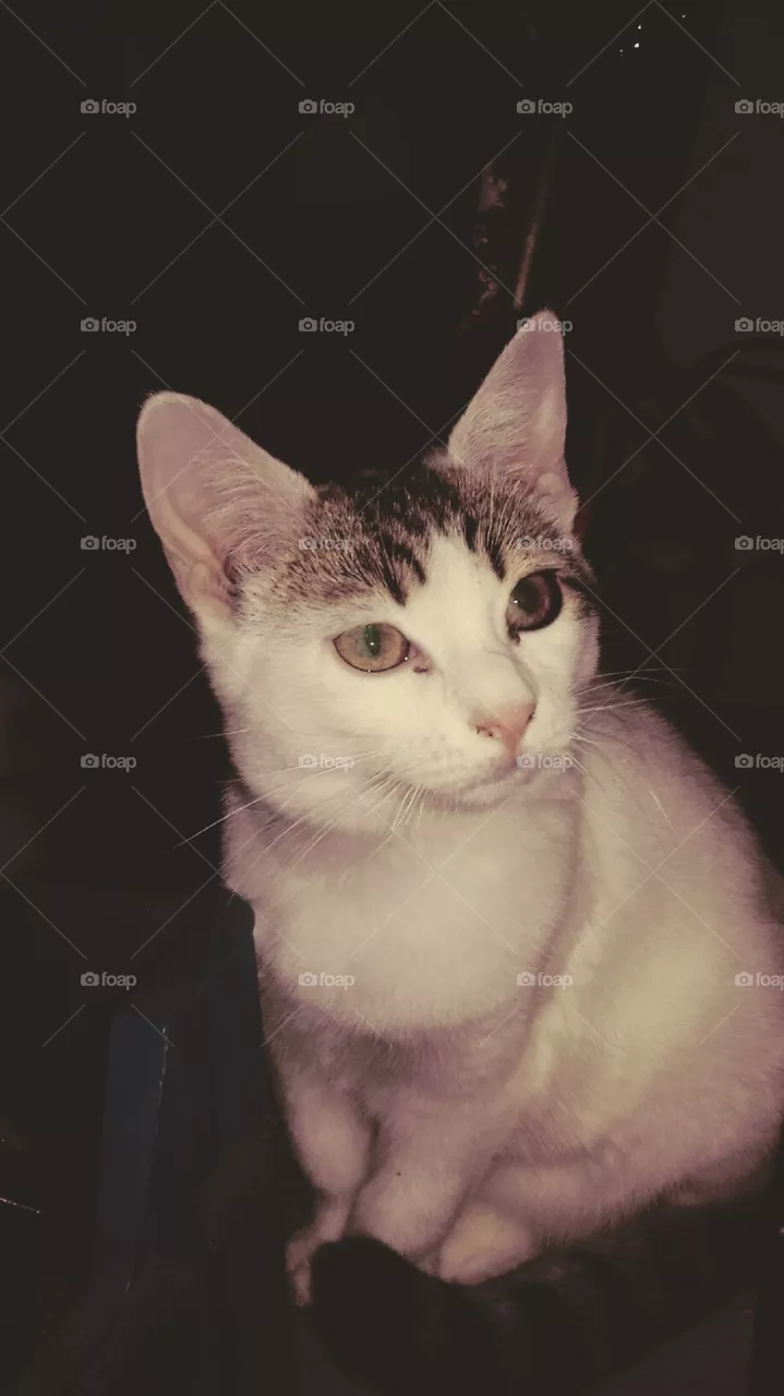 cat