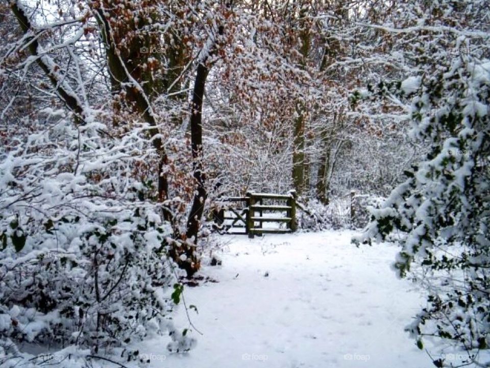 snow fence trees christmas by jeanello