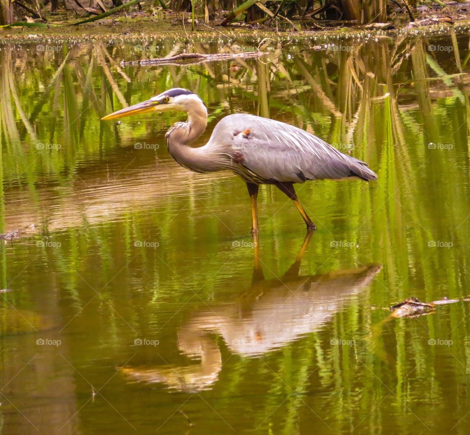 Blue Heron