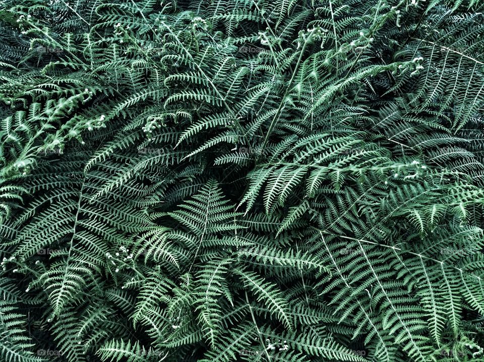 Dark fern 