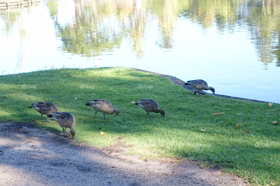 Young ducks are eating something on the grass.