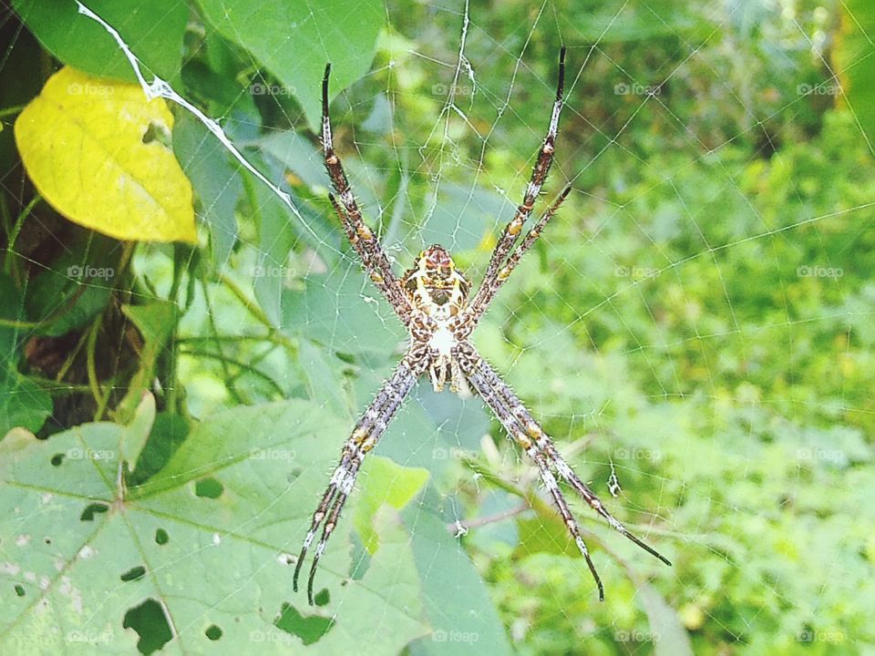 Spiders are a kind of animal with books with two body segments, four pairs of legs.