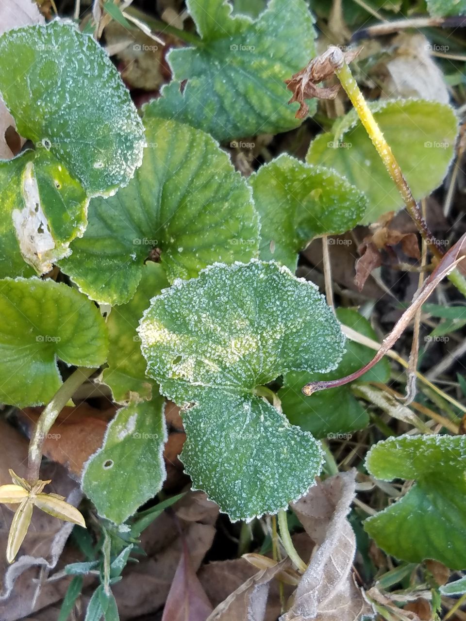 Morning frost is a sure sign of the upcoming season