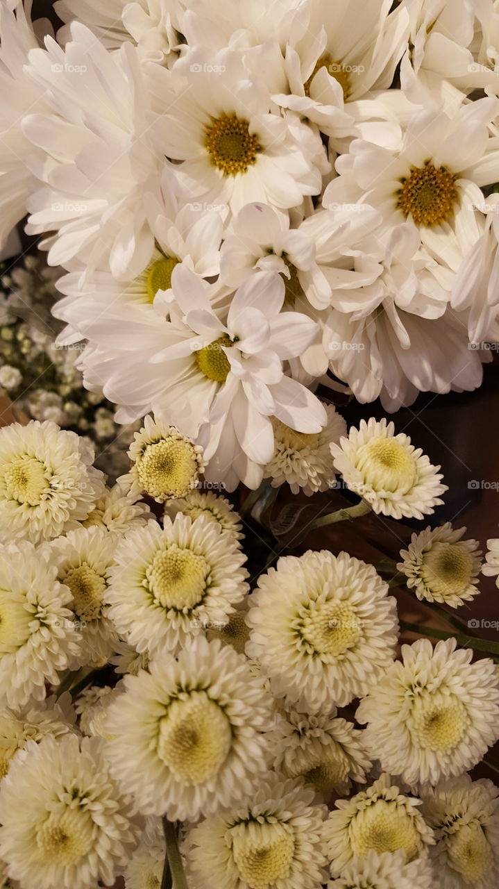 white daisies and mums