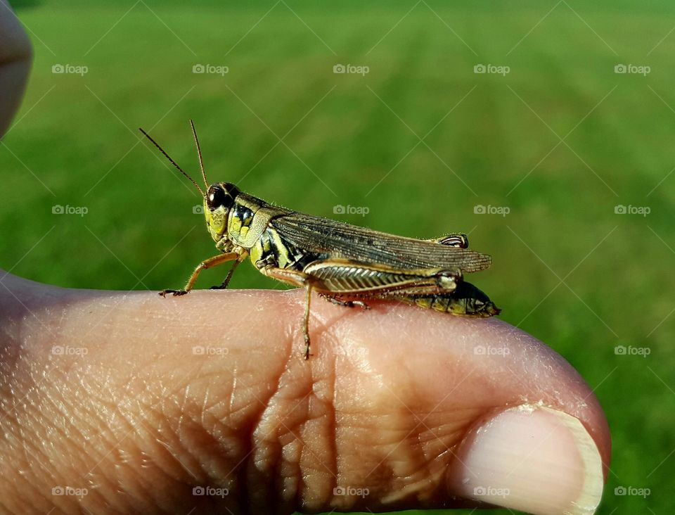 Mr Grasshopper