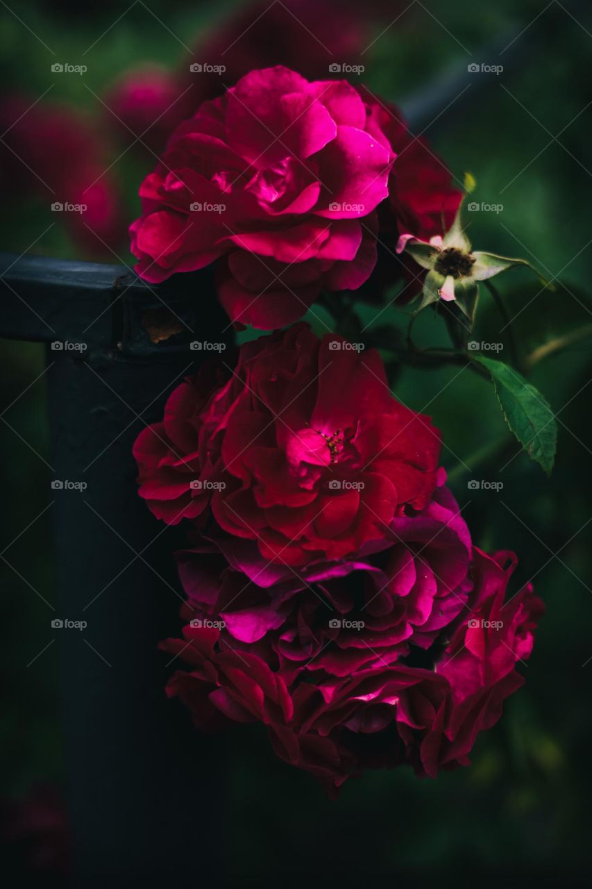Rosa chinensis