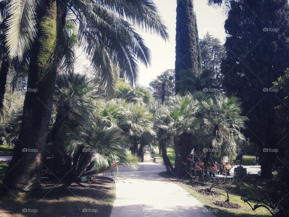 Tree, No Person, Travel, Palm, Outdoors