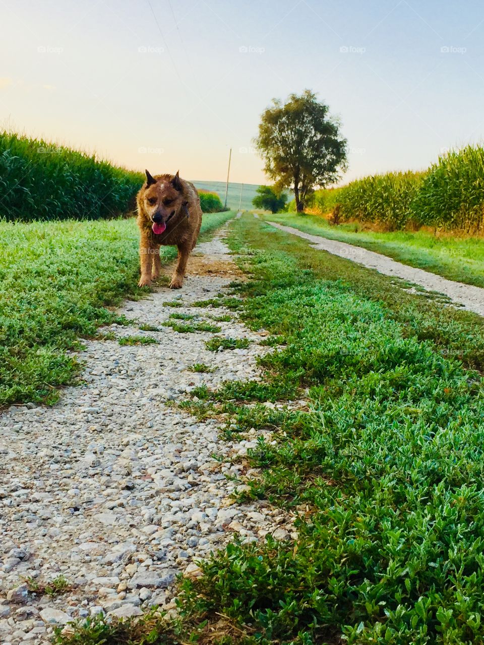 Low-level view of an Australian Cattle Dog / Red Heeler walking down a country lane with lush grass and cornfields on either side