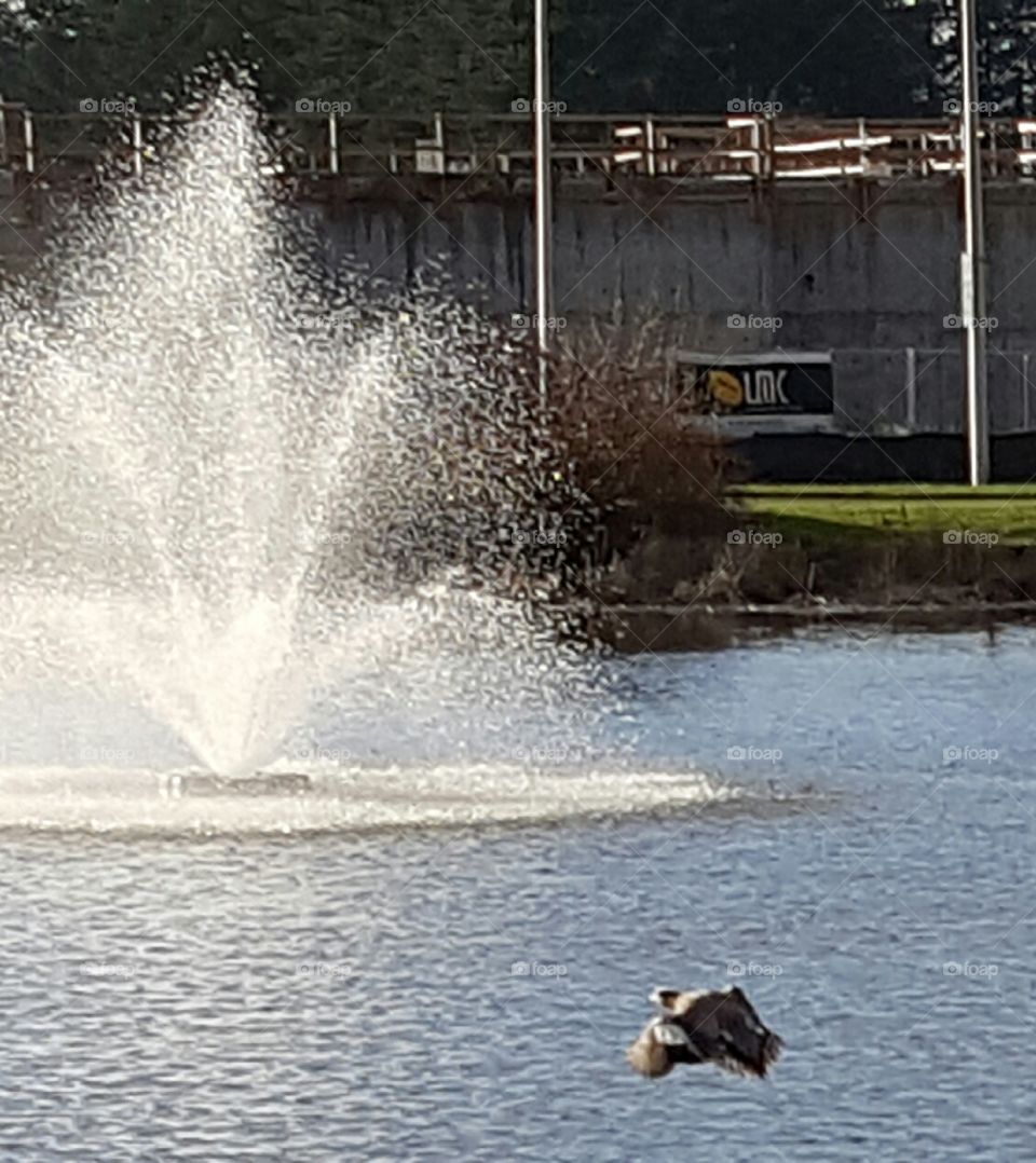 duck Flys to the water