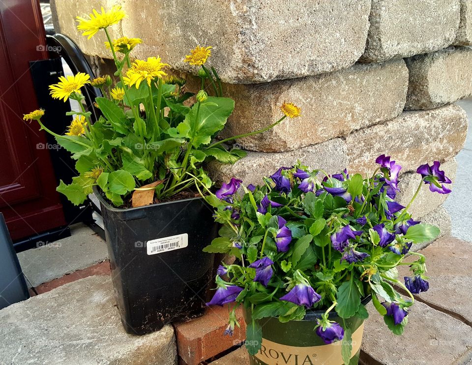 2 Potted Plants on the Doorstep