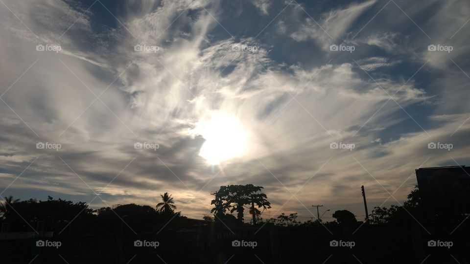 Silhouette of trees during sunset