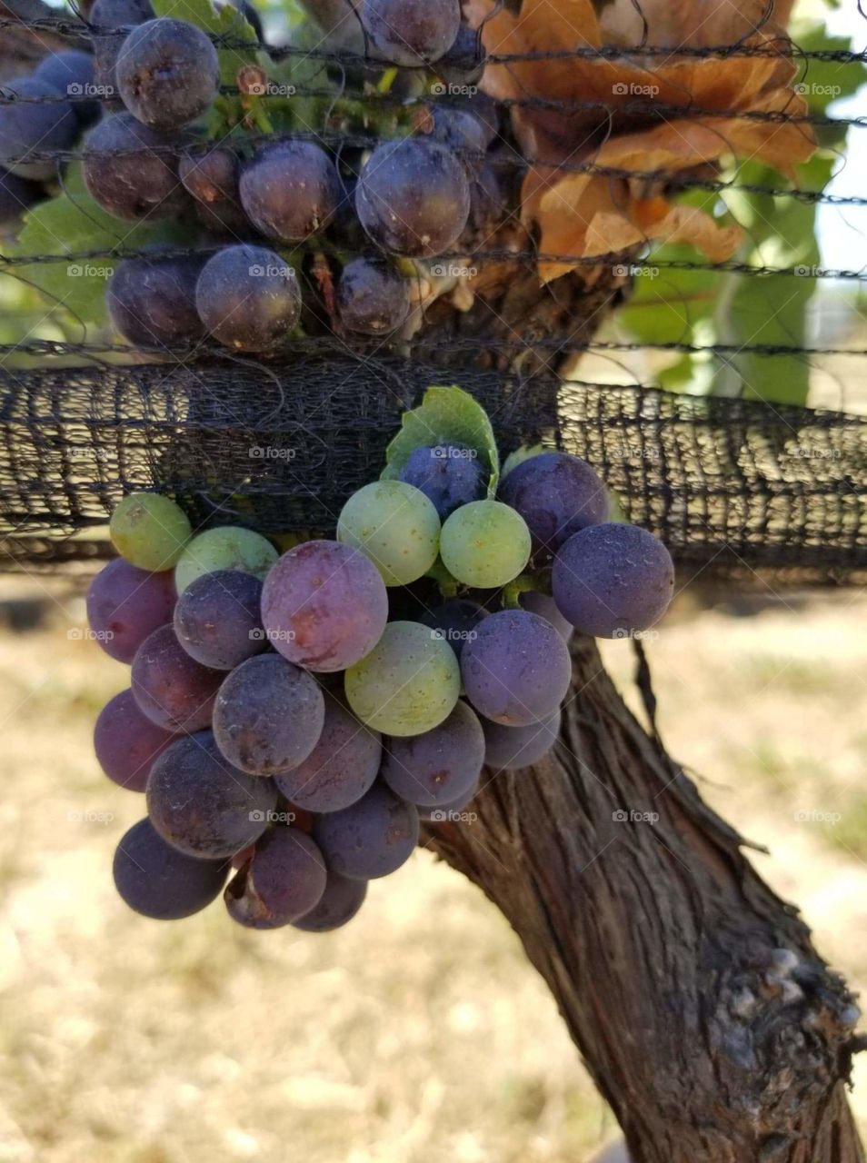 Vineyard Grapes
