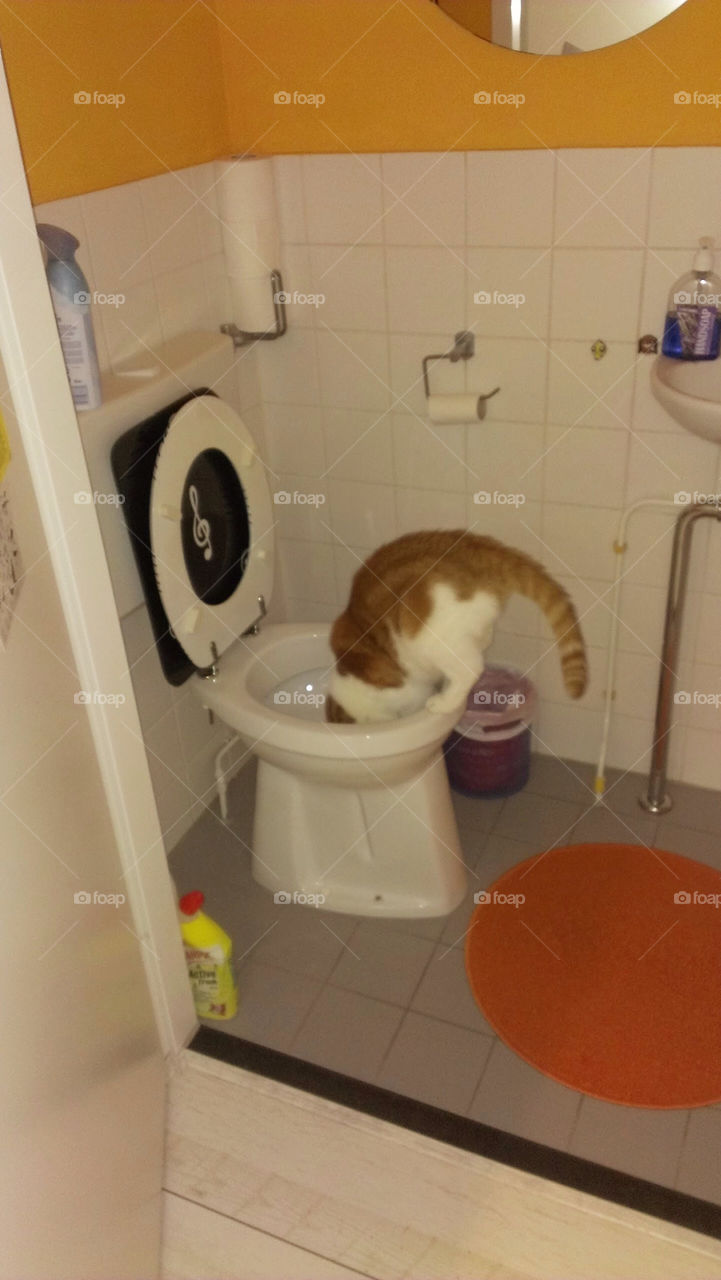 Cat in the toilet