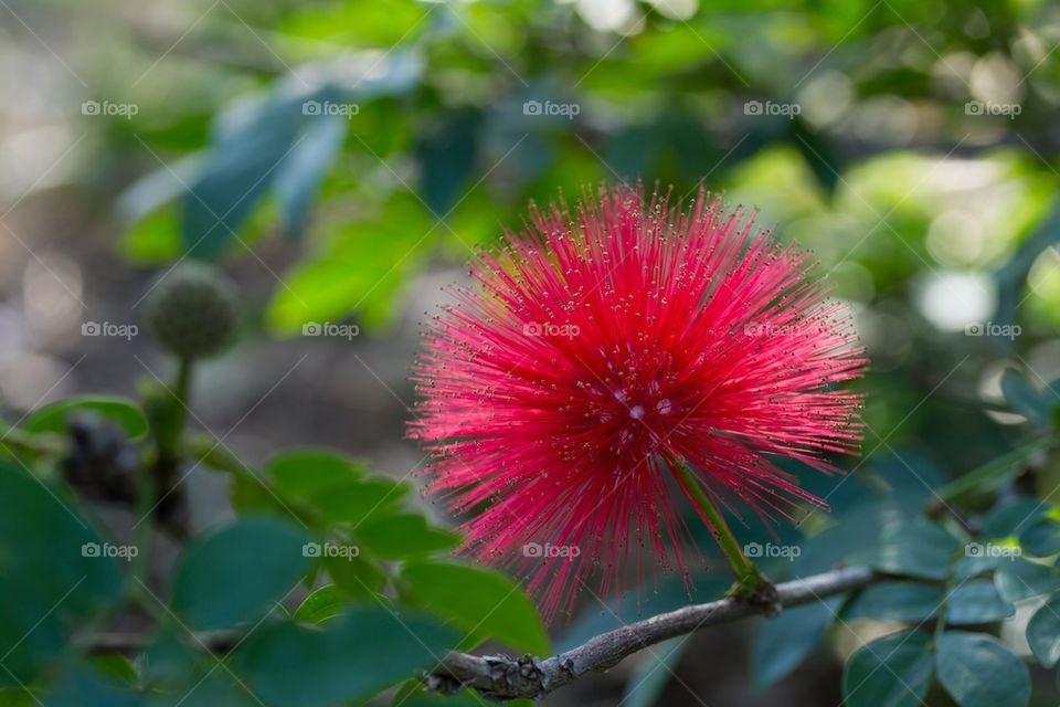 Macro Red Sunlit Flower