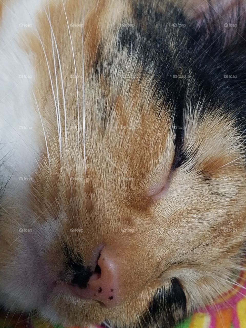 close up of calico cat sleeping