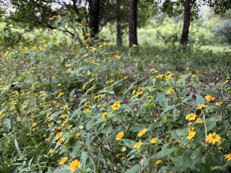 Beautiful and yellow colored flowers, covering the ground of an ancient forest at the afternoon.