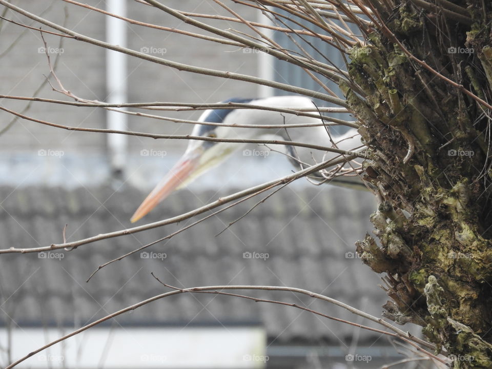 Big bird in my garden