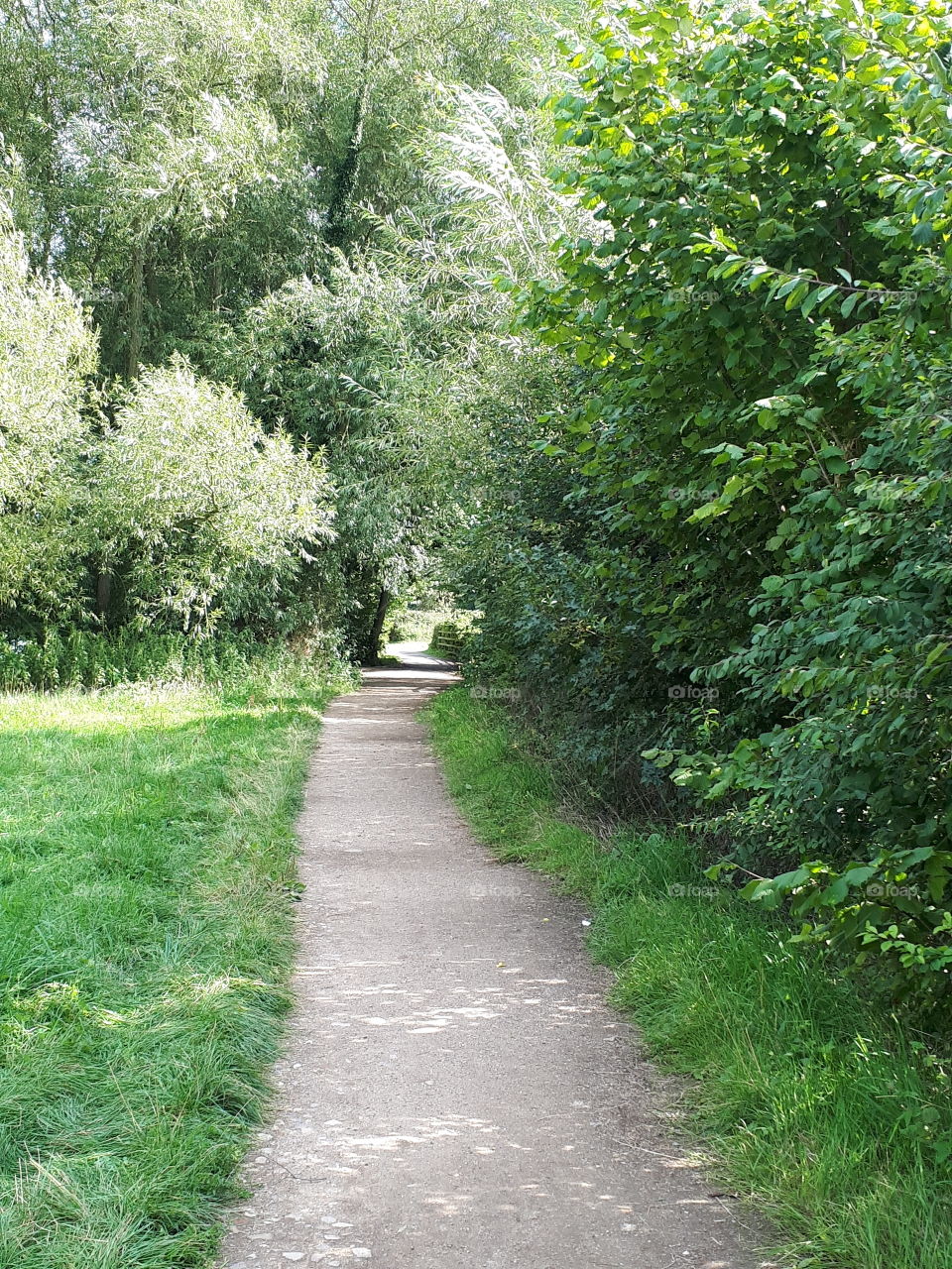 Woodland Path