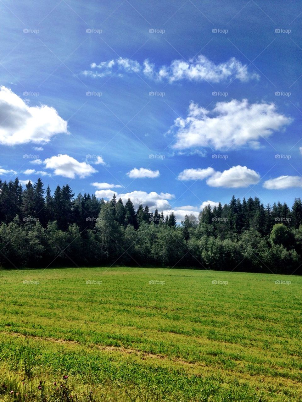 Scenic view of green field