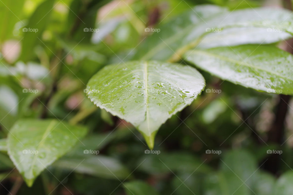 Green leaf