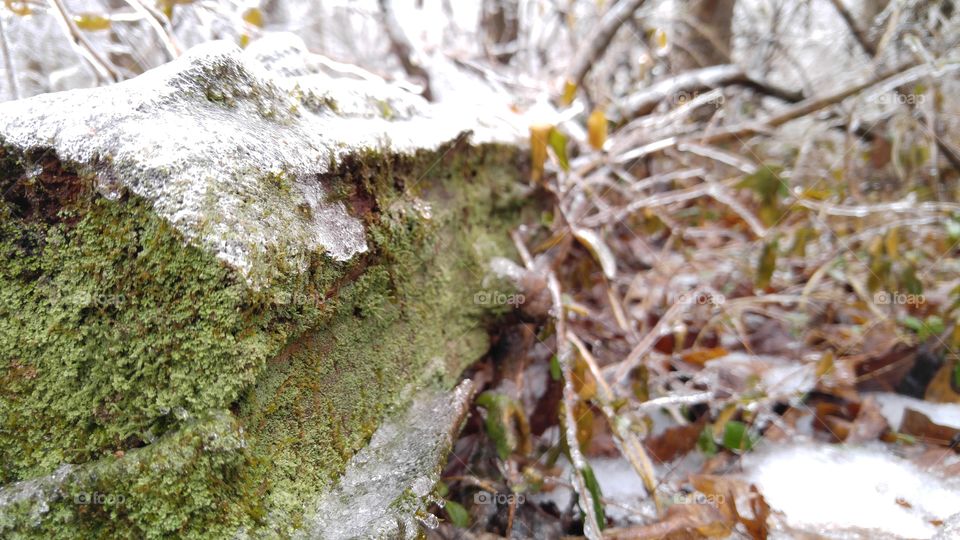 Frozen Moss