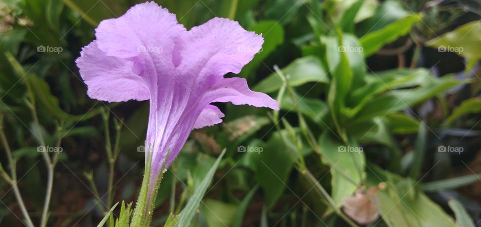 Violet flower in the morning garden