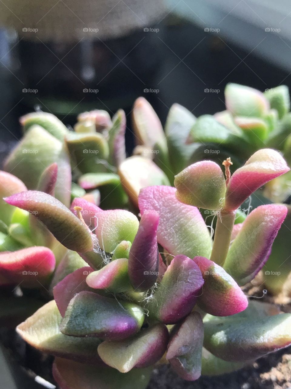 Abstract succulent/ background