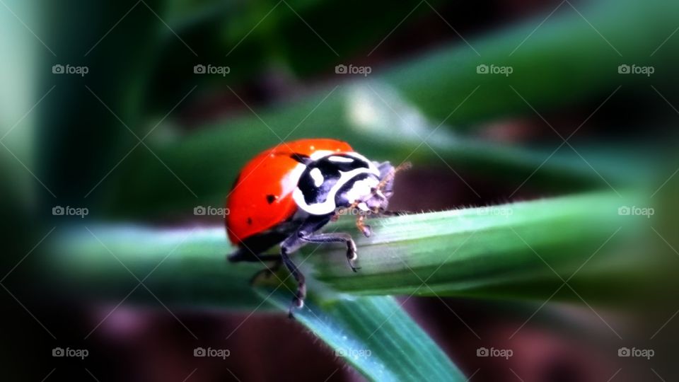 lady bug 4