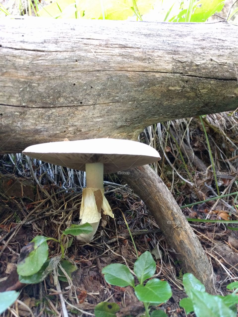 mushroom under a log
