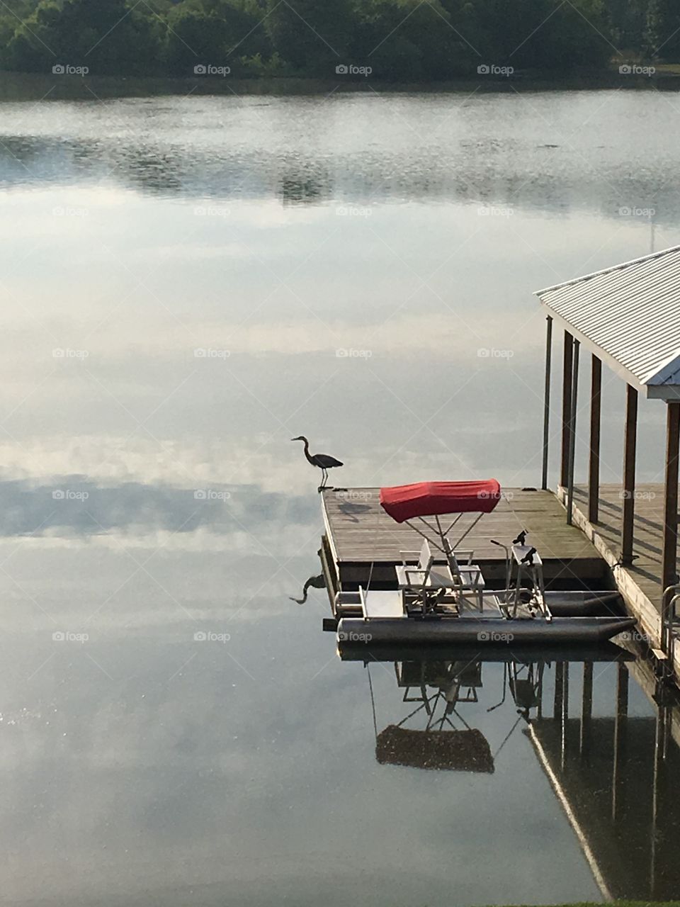 Bird at lake