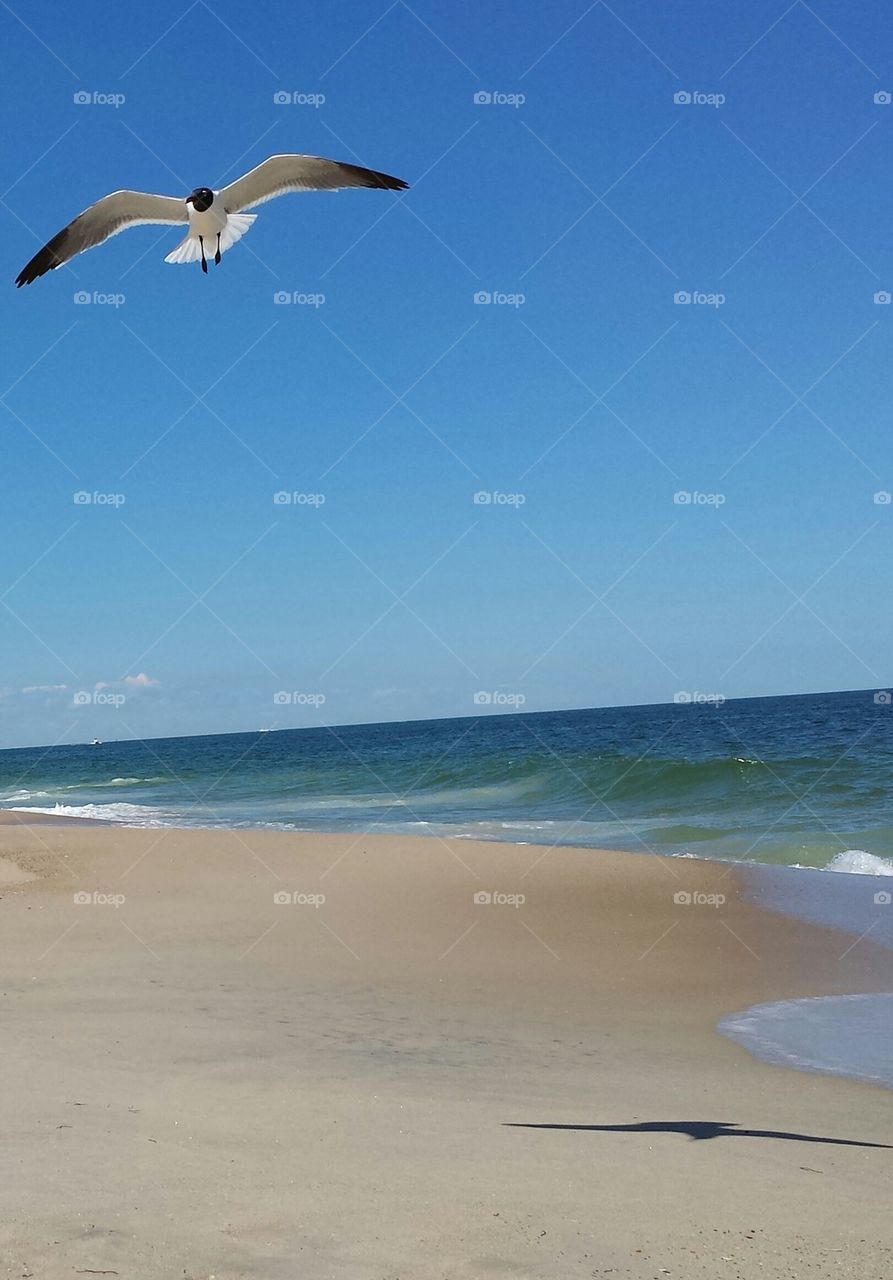 see seagull
