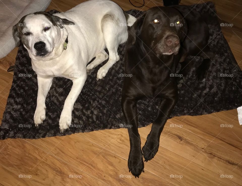 Gracie and Choco warming up from January 2018 winter in South Georgia 