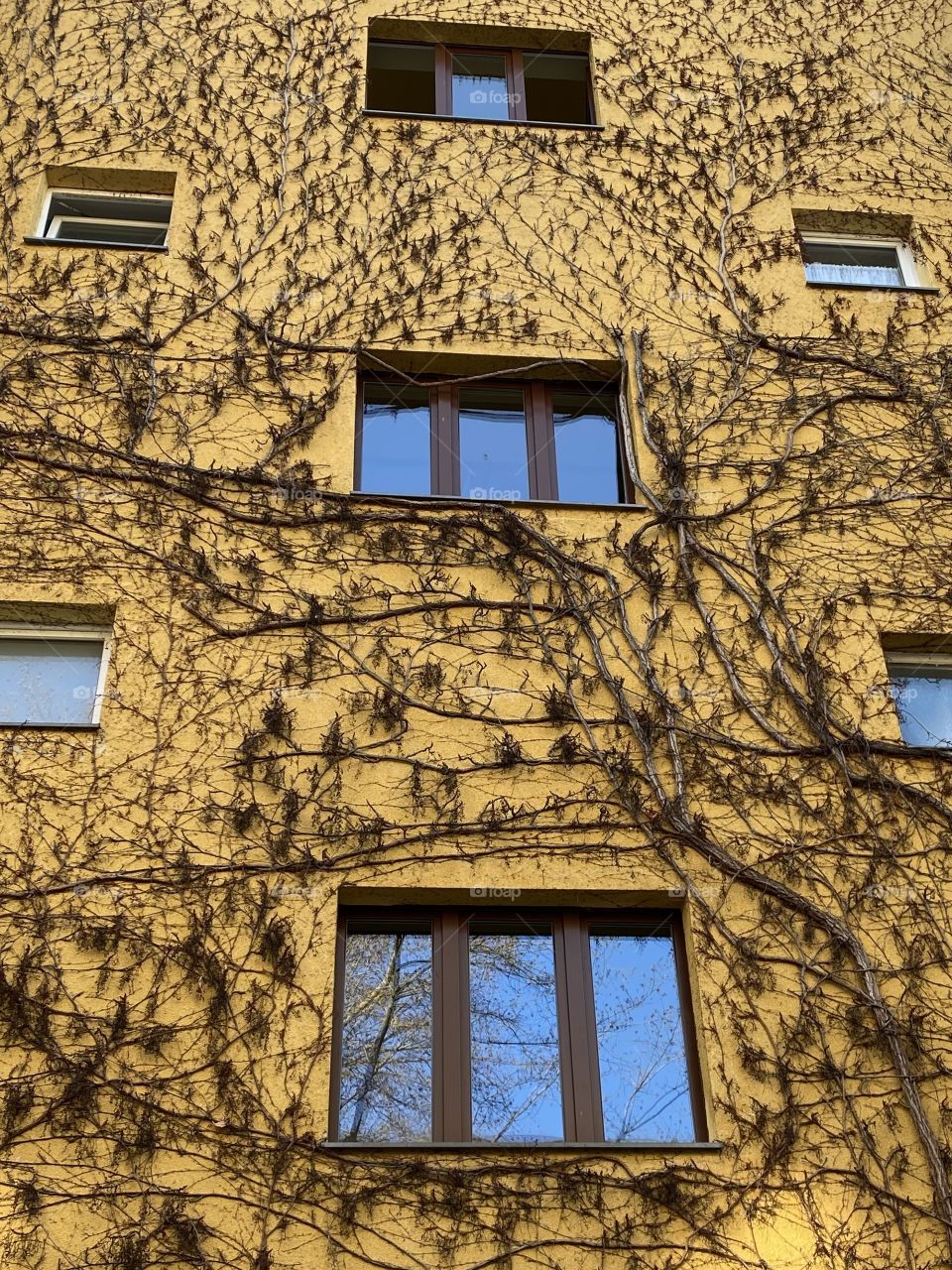 windows on the wall and plants on the wall