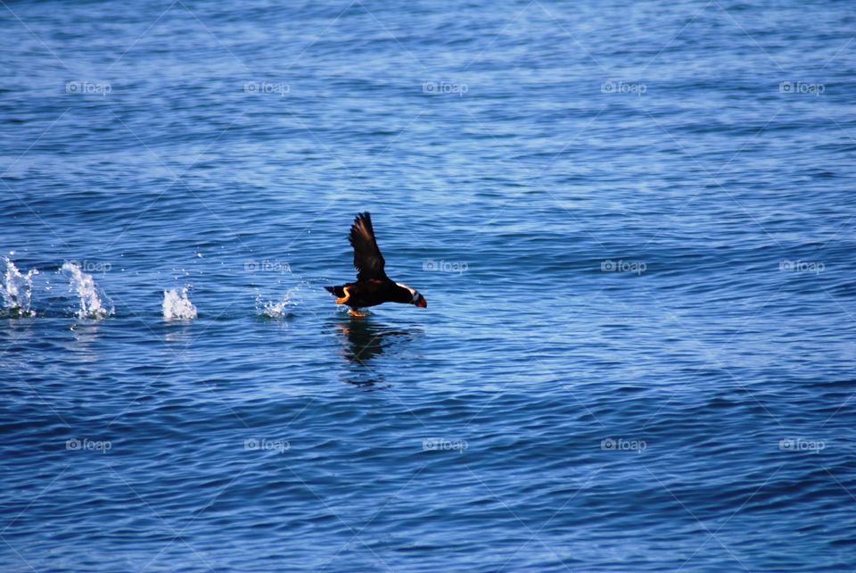 Tufted puffin taking of near Gull Island