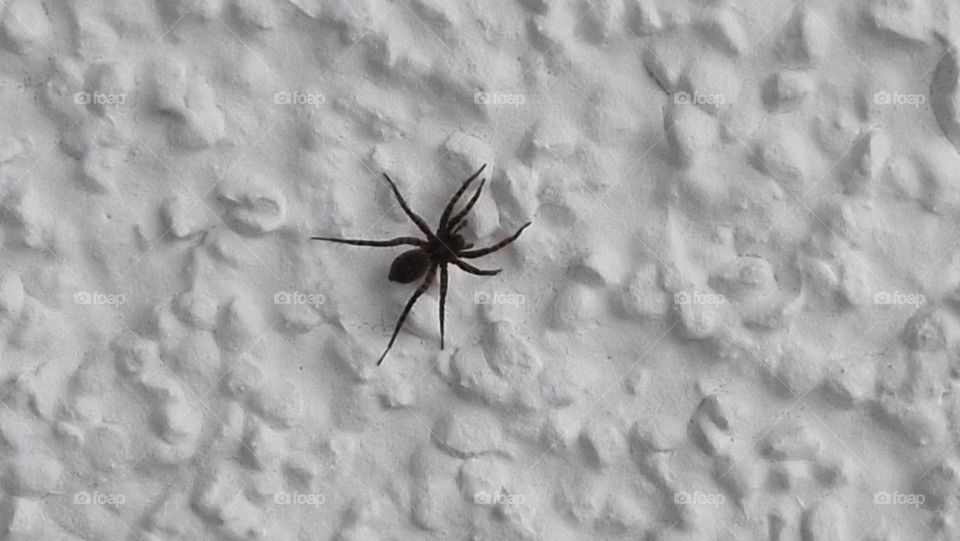 small black spider on white wall