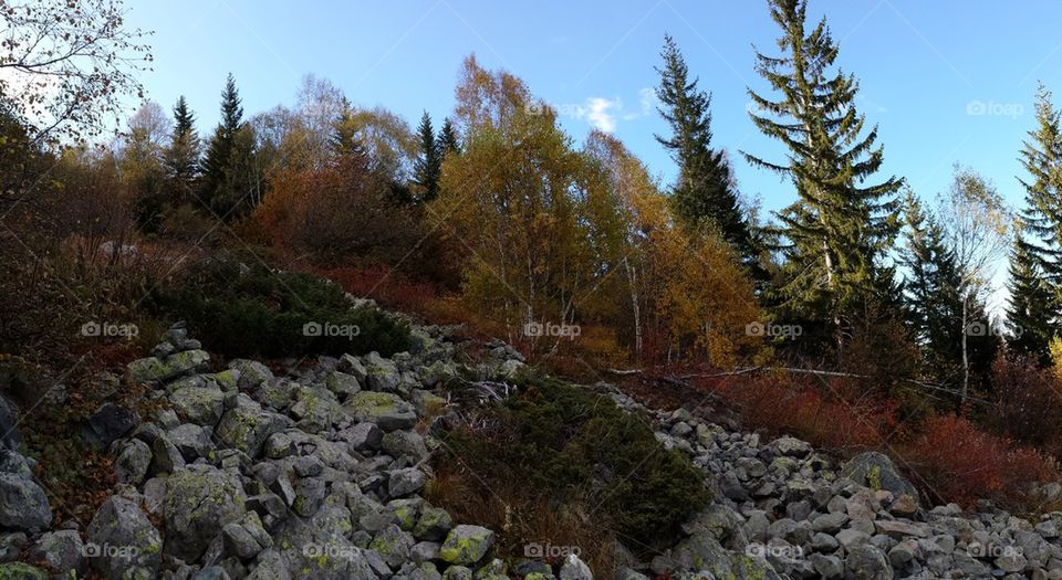 Autumn panorama