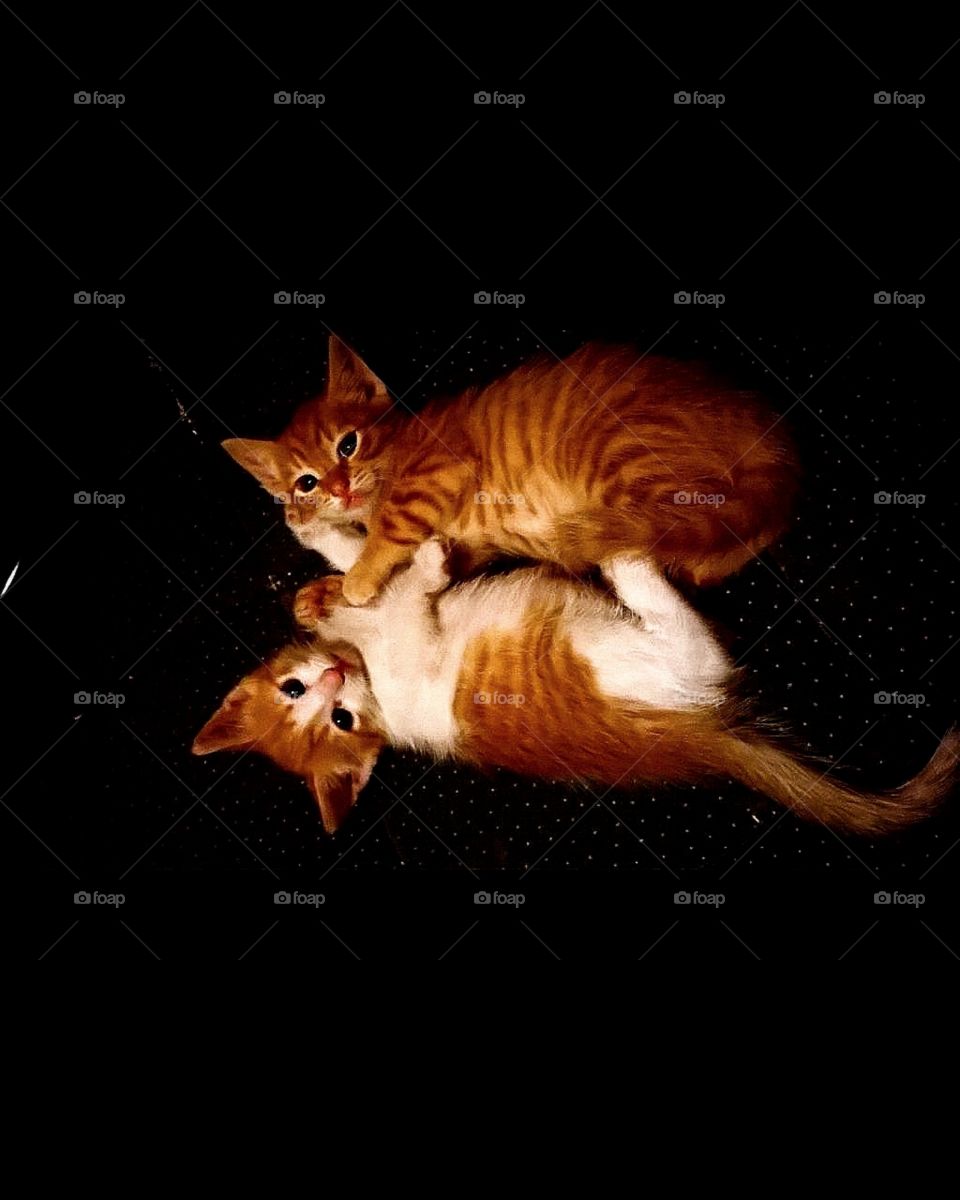 Two ginger kittens playing with each other