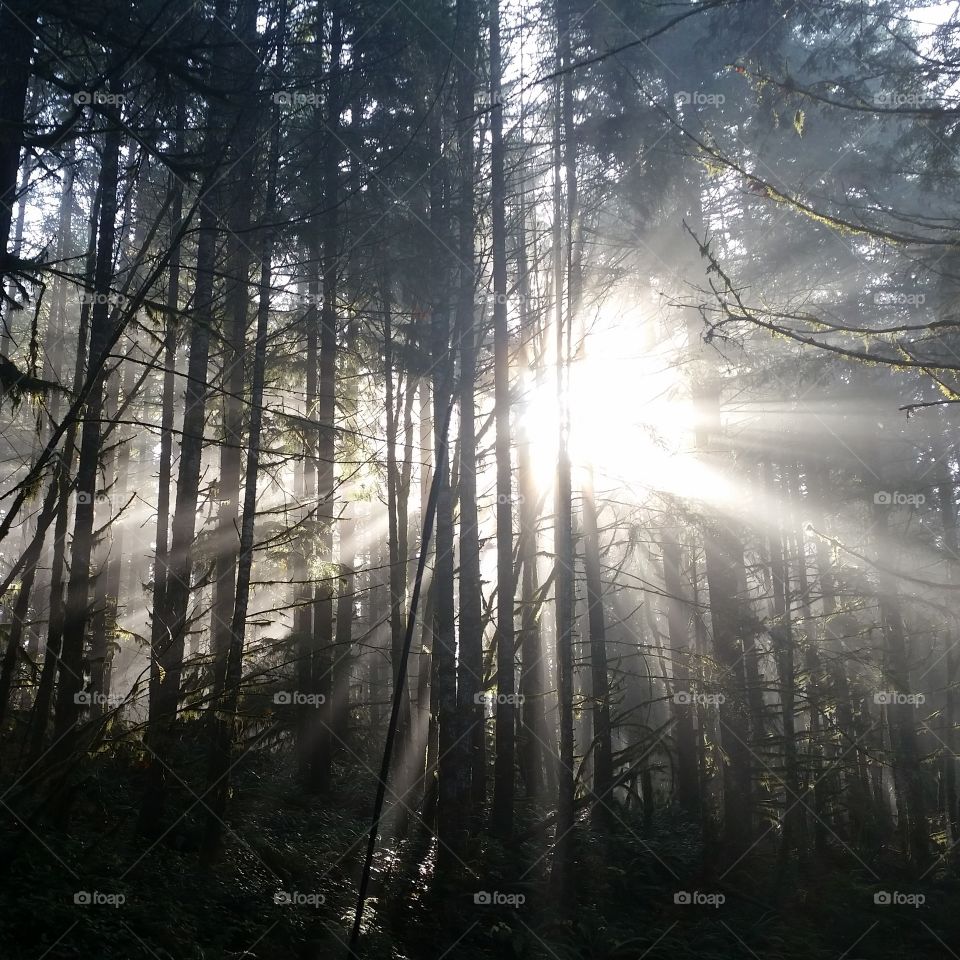 dramatic sun through forest trees